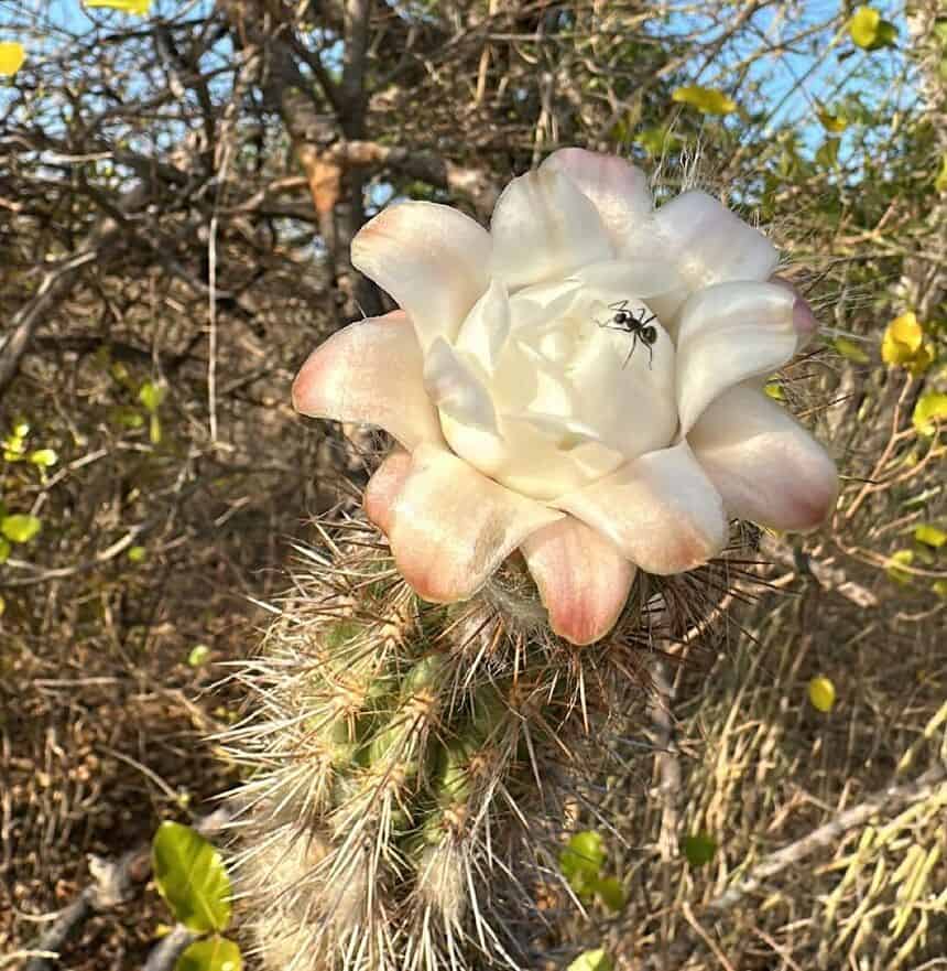 Flores que dançam com a lua: o espetáculo das plantas que só abrem à noite
