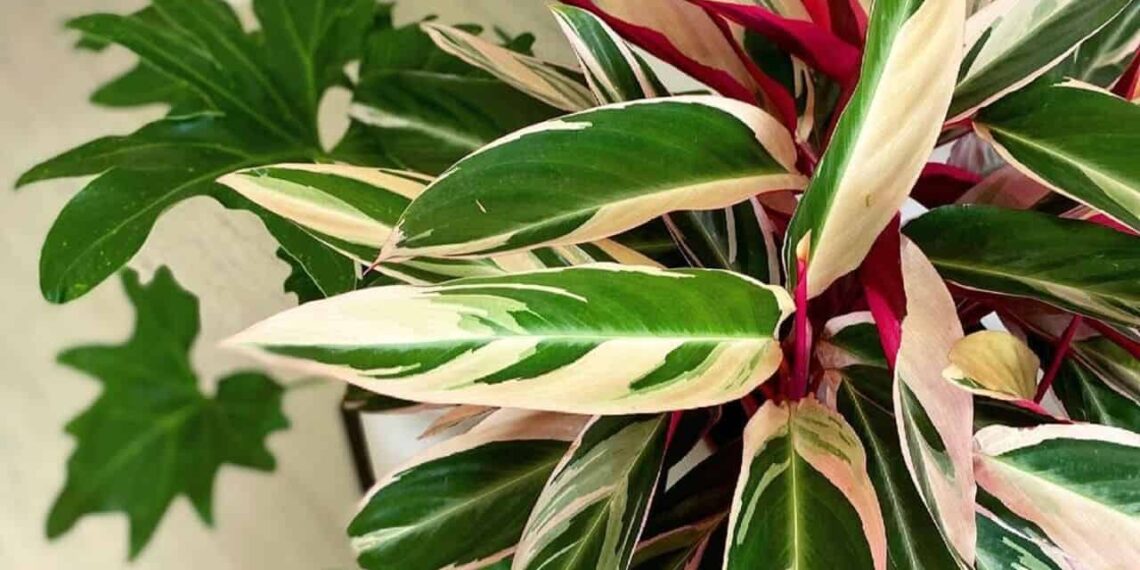 Maranta tricolor