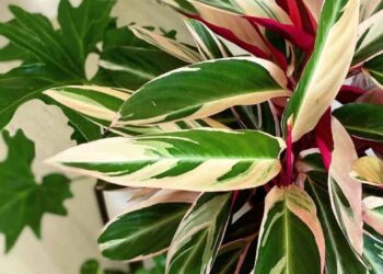 Maranta tricolor