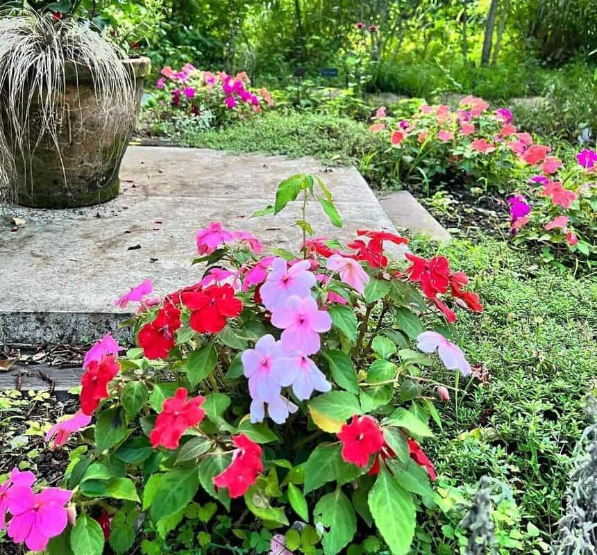 Plantas com nomes curiosos: conheça as histórias surpreendentes por trás dessas espécies