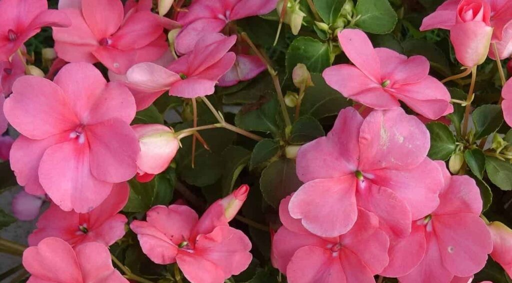 Flor maria-sem-vergonha