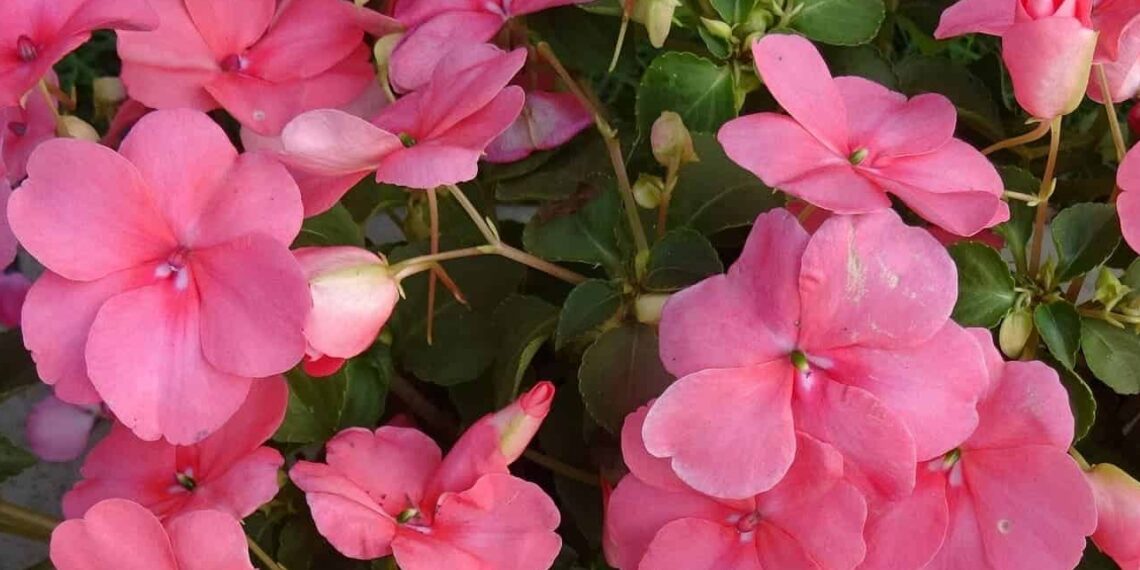 Flor maria-sem-vergonha