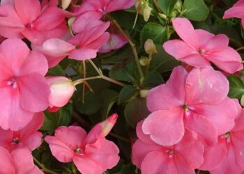 Flor maria-sem-vergonha