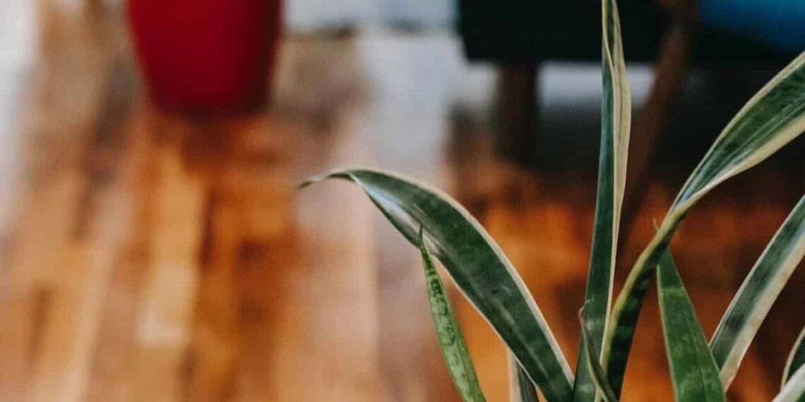Sansevieria