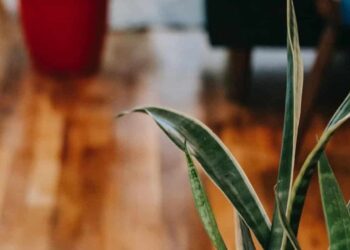 Sansevieria