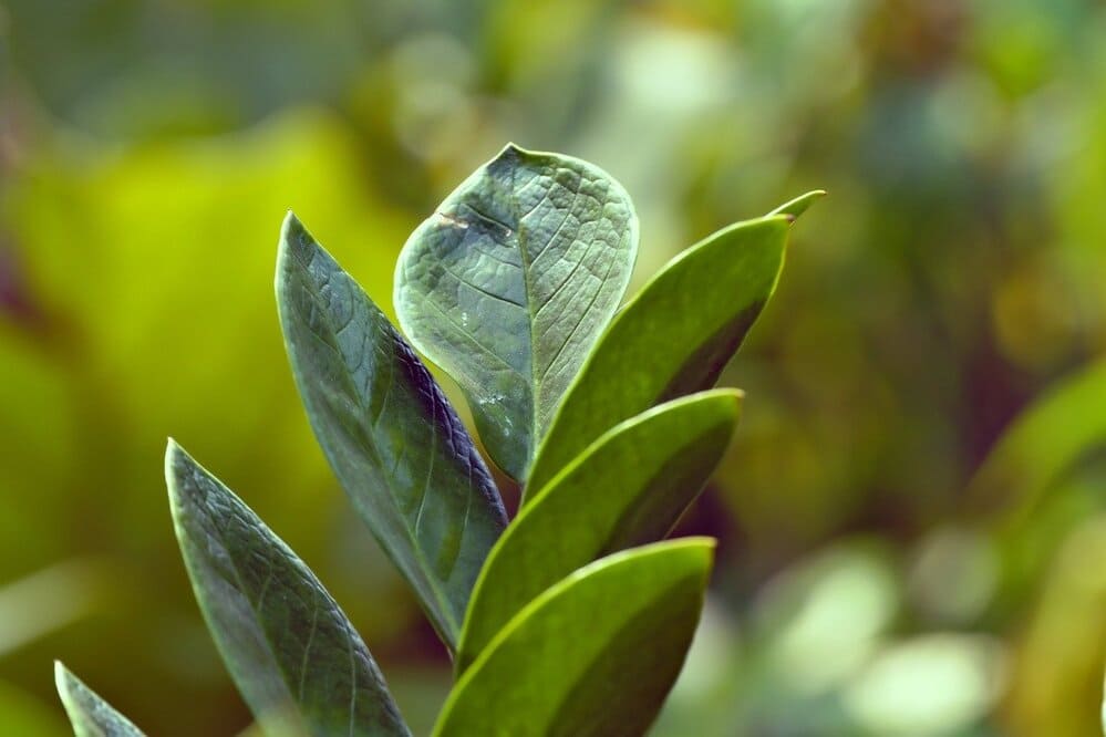 Plantas de sombra: 5 espécies para ter dentro de casa