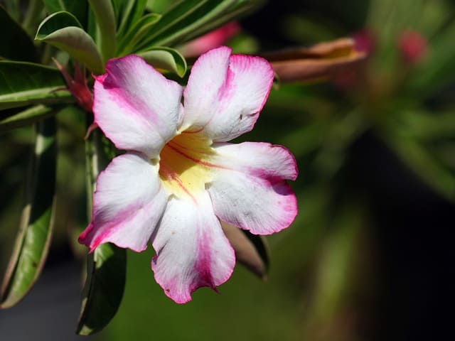 Quer ter uma rosa do deserto grande e repleta de flores? Confira 6 dicas essenciais para estimular seu crescimento.