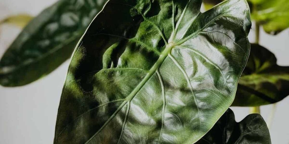 alocasia wentii