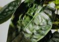 alocasia wentii
