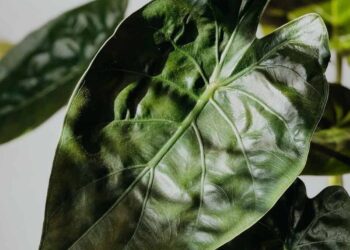 alocasia wentii