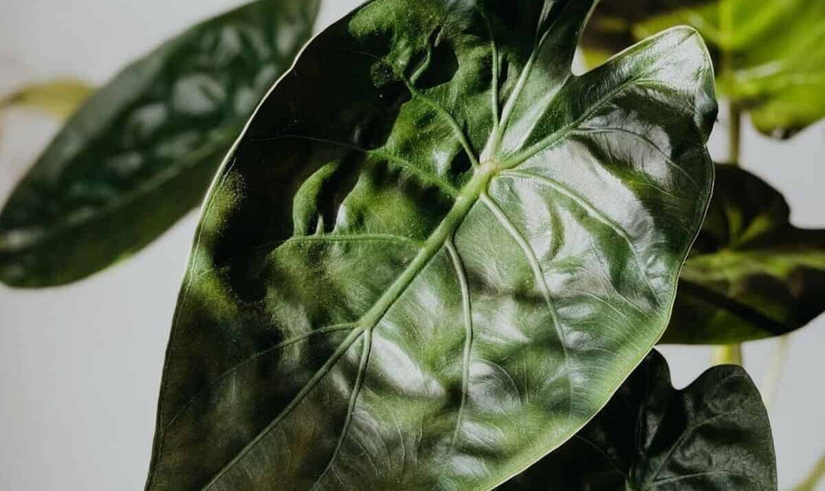 alocasia wentii