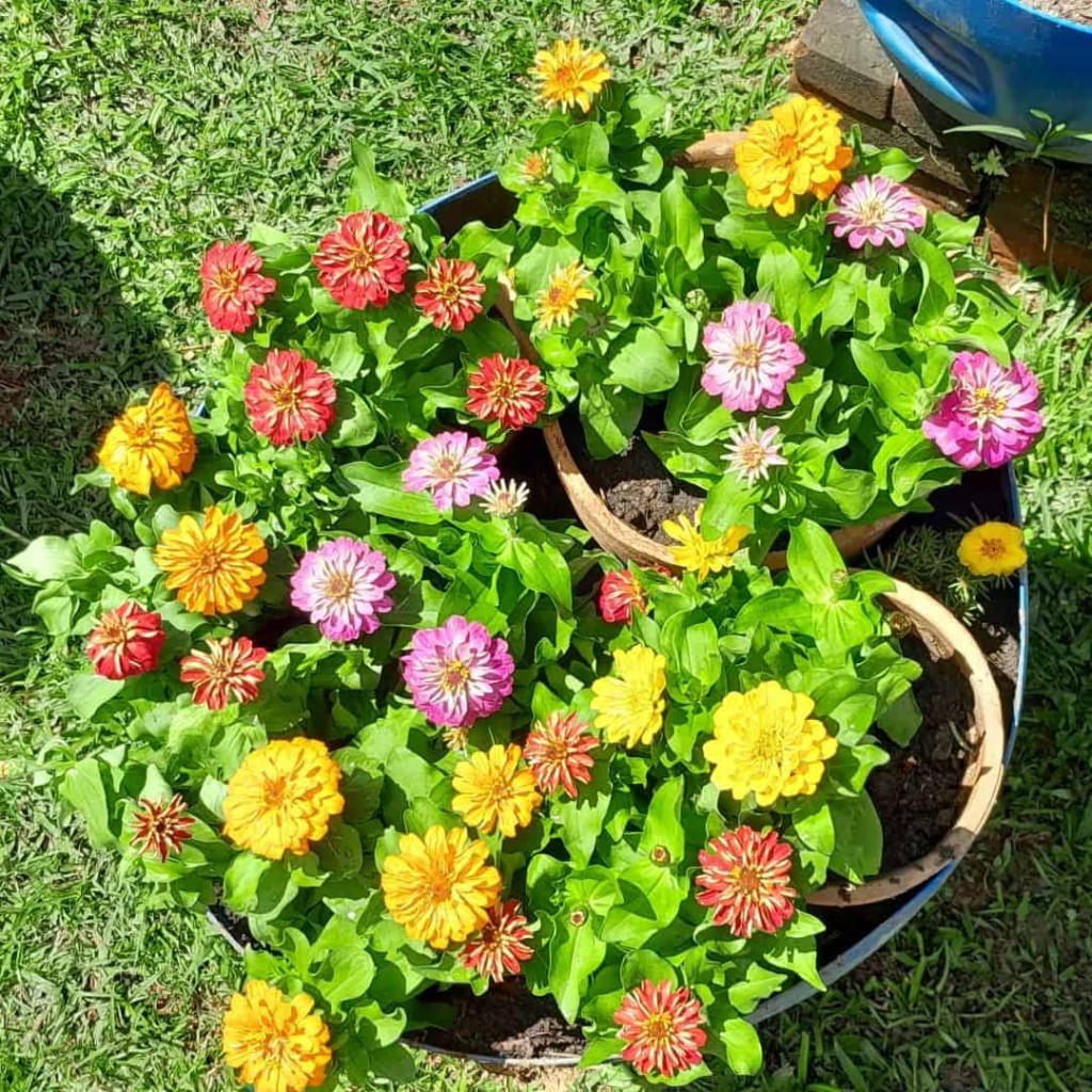 Canteiro de flores: dicas e ideias para um jardim mais colorido e aconchegante.