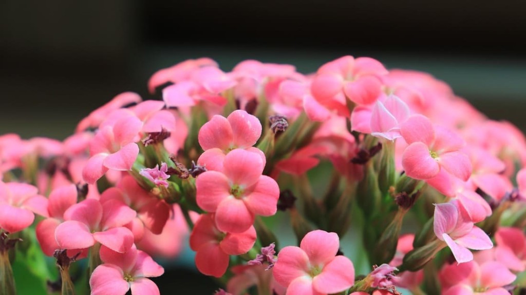 Você sabia que a Kalanchoe pode florescer várias vezes ao ano? Saiba como cuidar da planta queridinha das janelas ensolaradas
