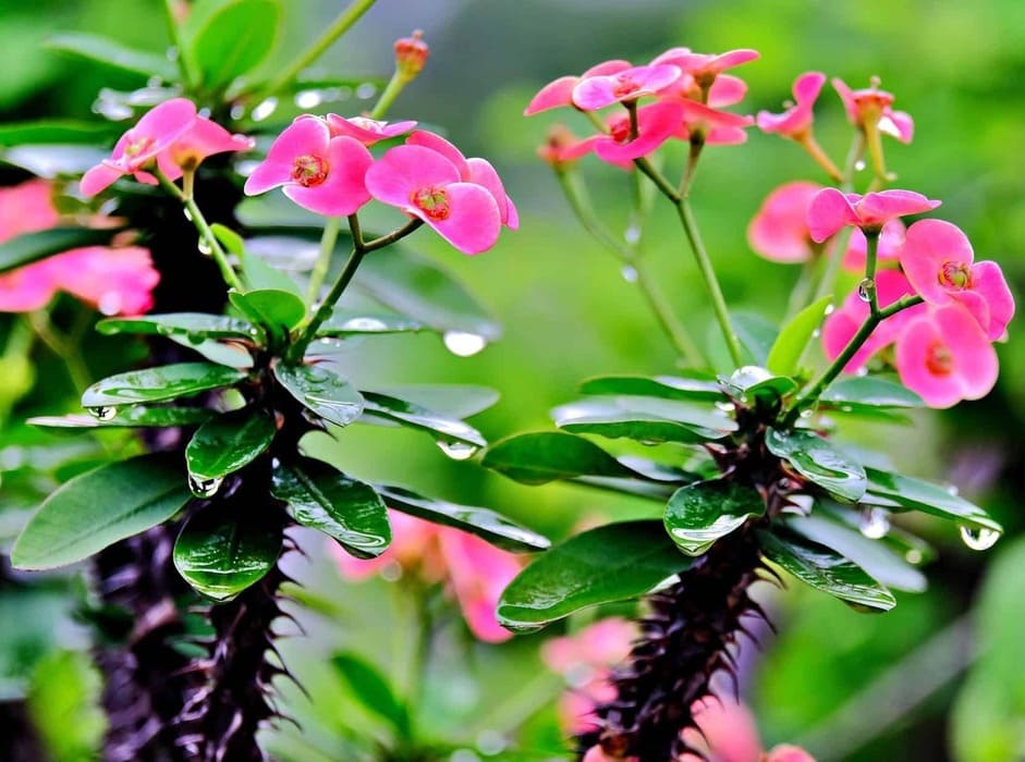 Plantas Perigosas para Pets: Como Proteger seus Animais de Riscos no Jardim