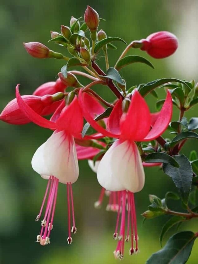 Flor brinco-de-princesa conquista jardins, receitas e até uso medicinal
