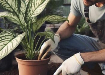 planta comigo-ninguem-pode