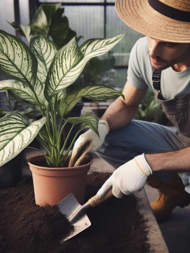 planta comigo-ninguem-pode