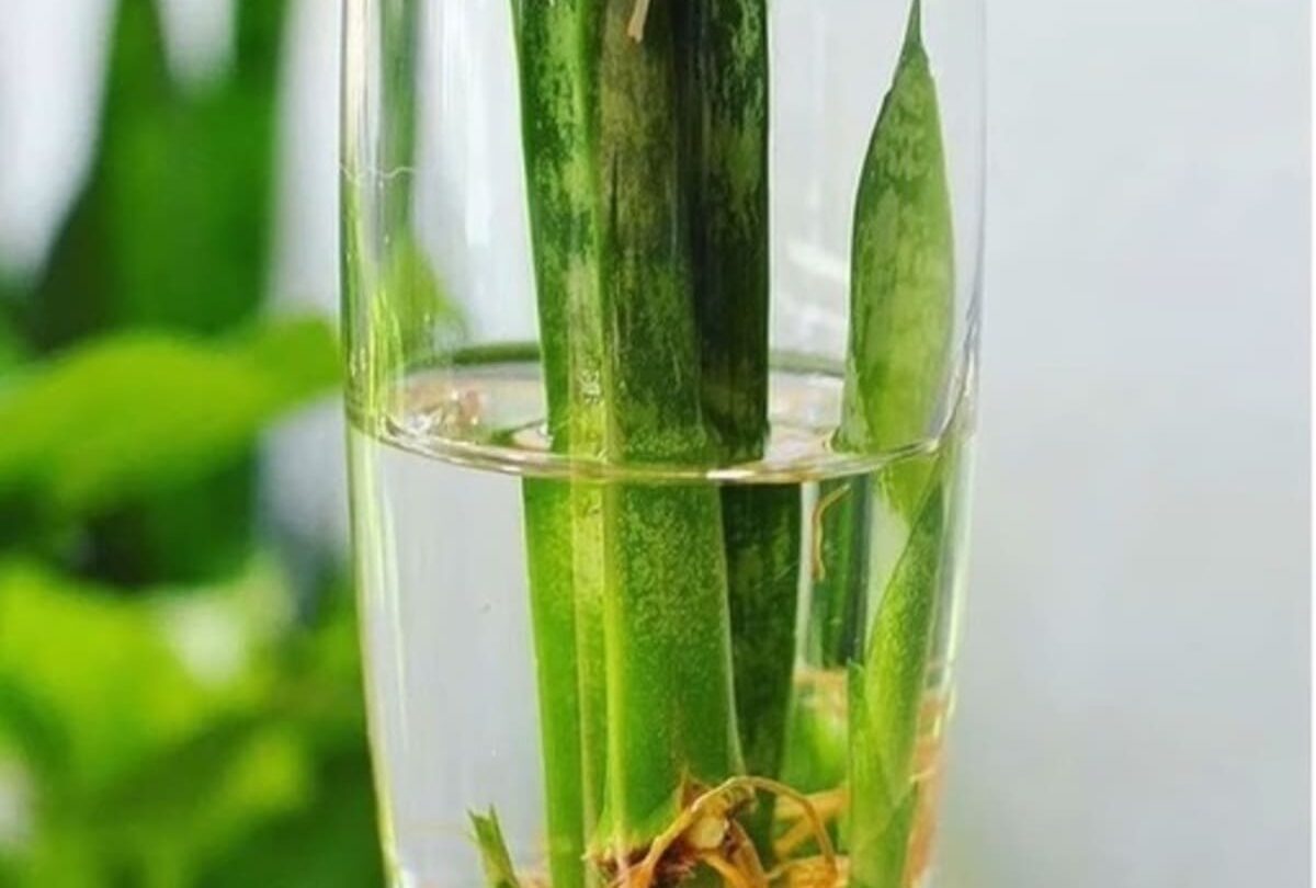 Espada de sao jorge na agua