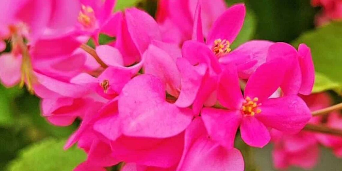 flor amor agarradinho