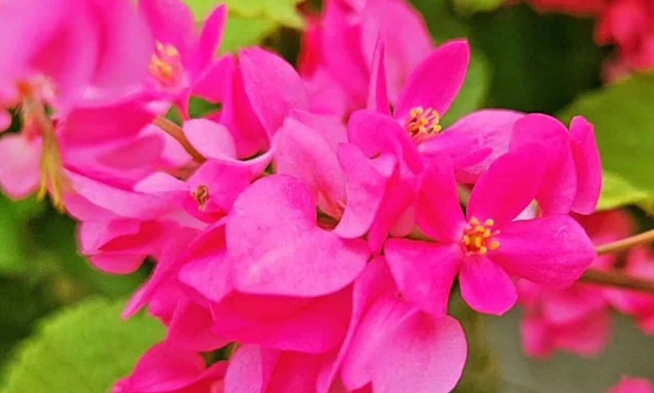 flor amor agarradinho