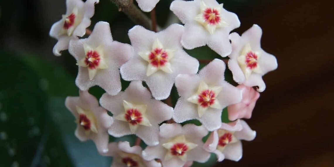 Flor de cera