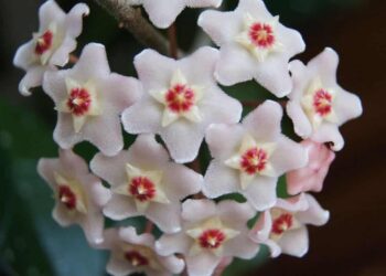 Flor de cera
