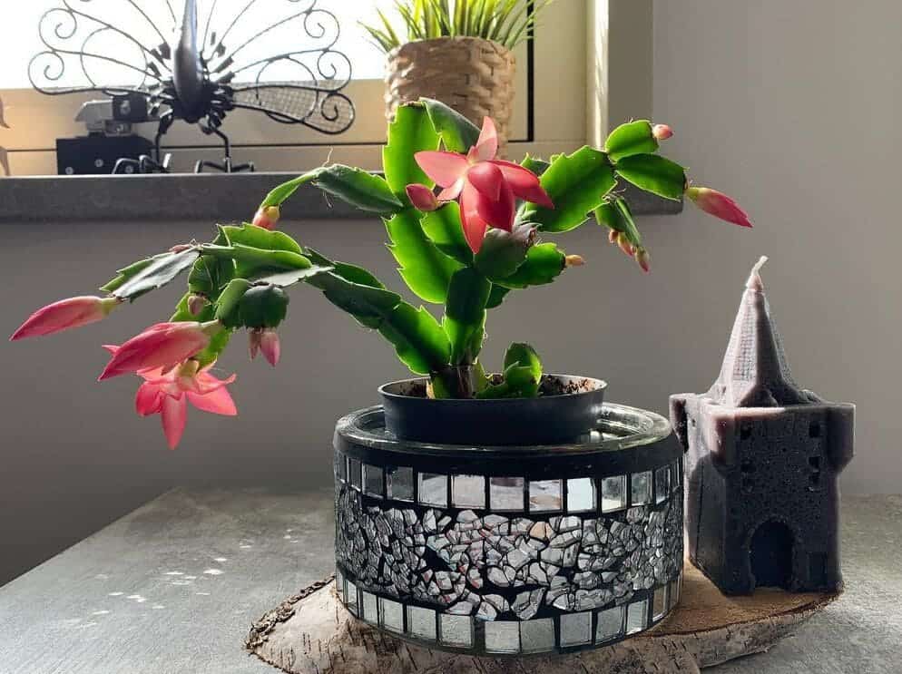 Plantas seguras para cães e gatos: 6 opções pet-friendly