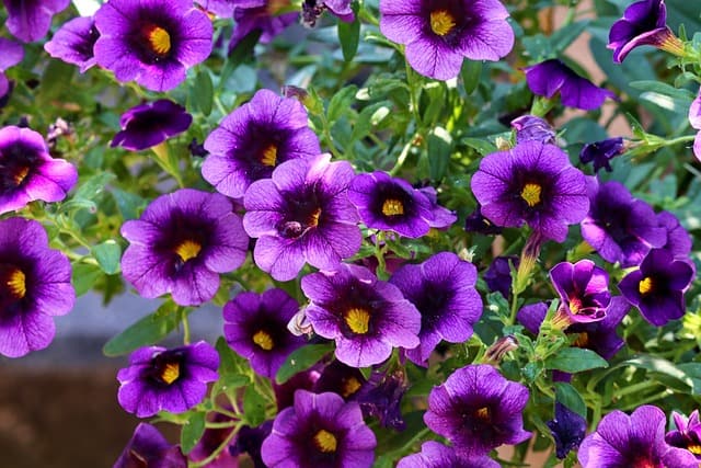 5 flores do verão que encantam qualquer jardim.