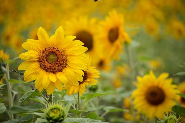 5 flores do verão que encantam qualquer jardim.