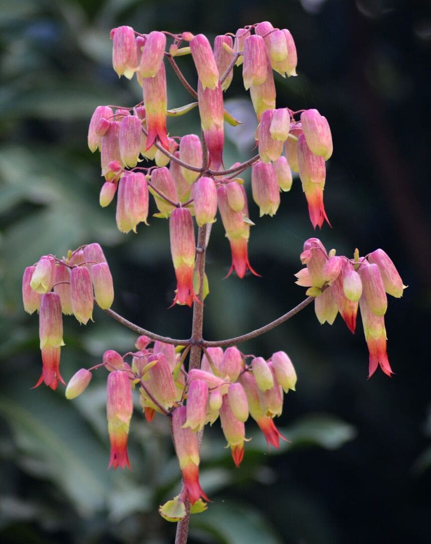 Folha da Fortuna (Kalanchoe pinnata): Símbolo de prosperidade e saúde.