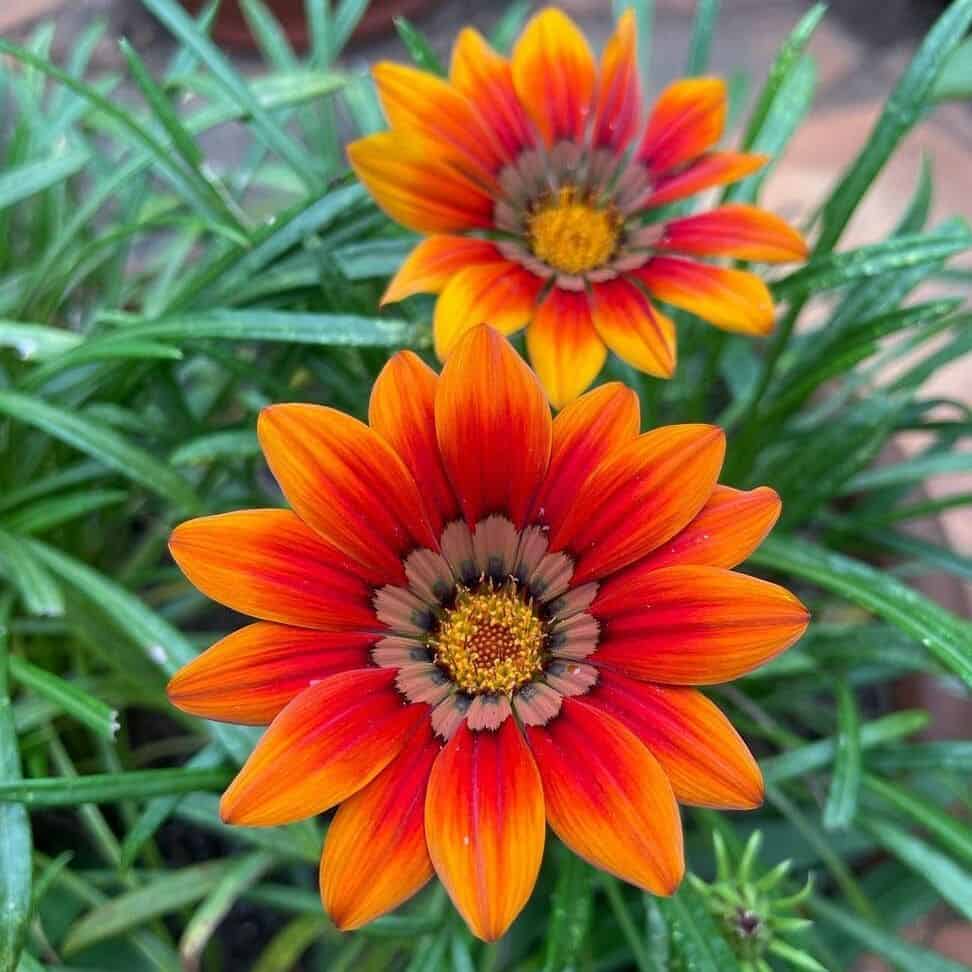 Gazania: a flor que traz tons vibrantes para o jardim.
