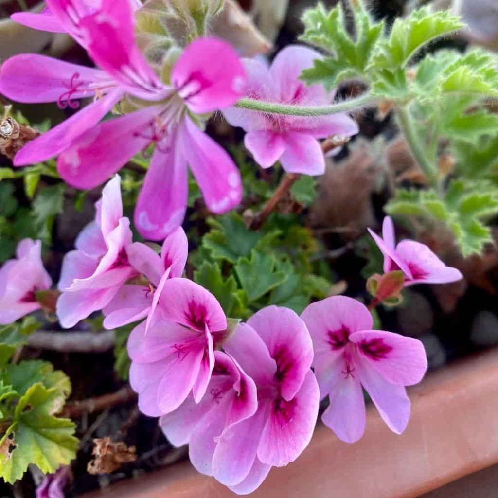 Gerânio pendente: Um guia completo para o cultivo das flores suspensas de cor vibrante.