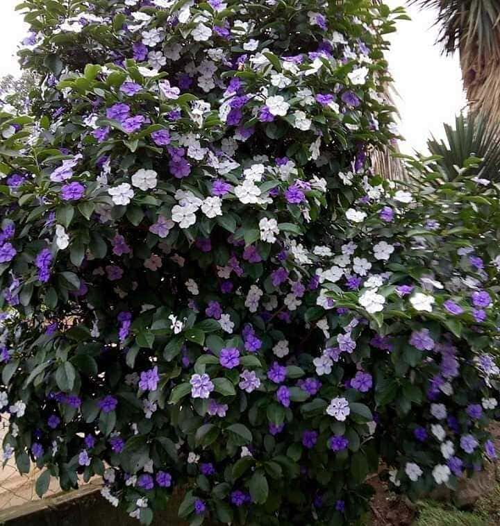 (Brunfelsia uniflora)