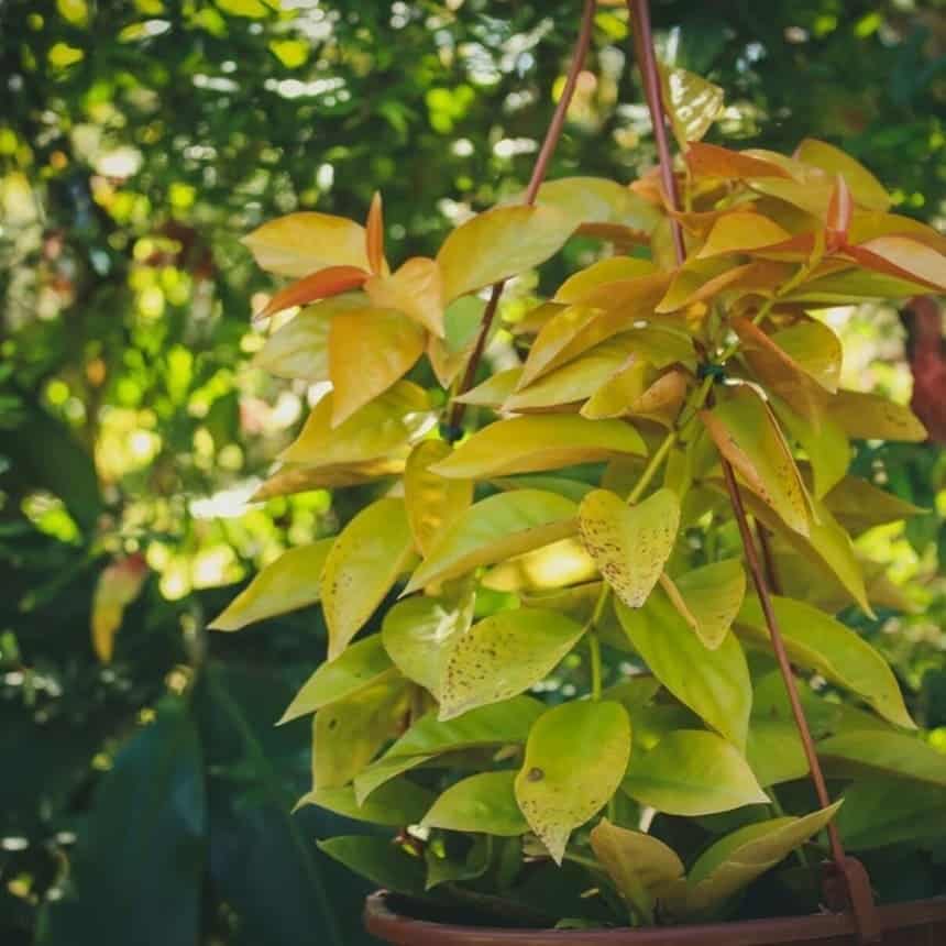 Dicas práticas para cultivar ora-pro-nóbis dentro de casa.