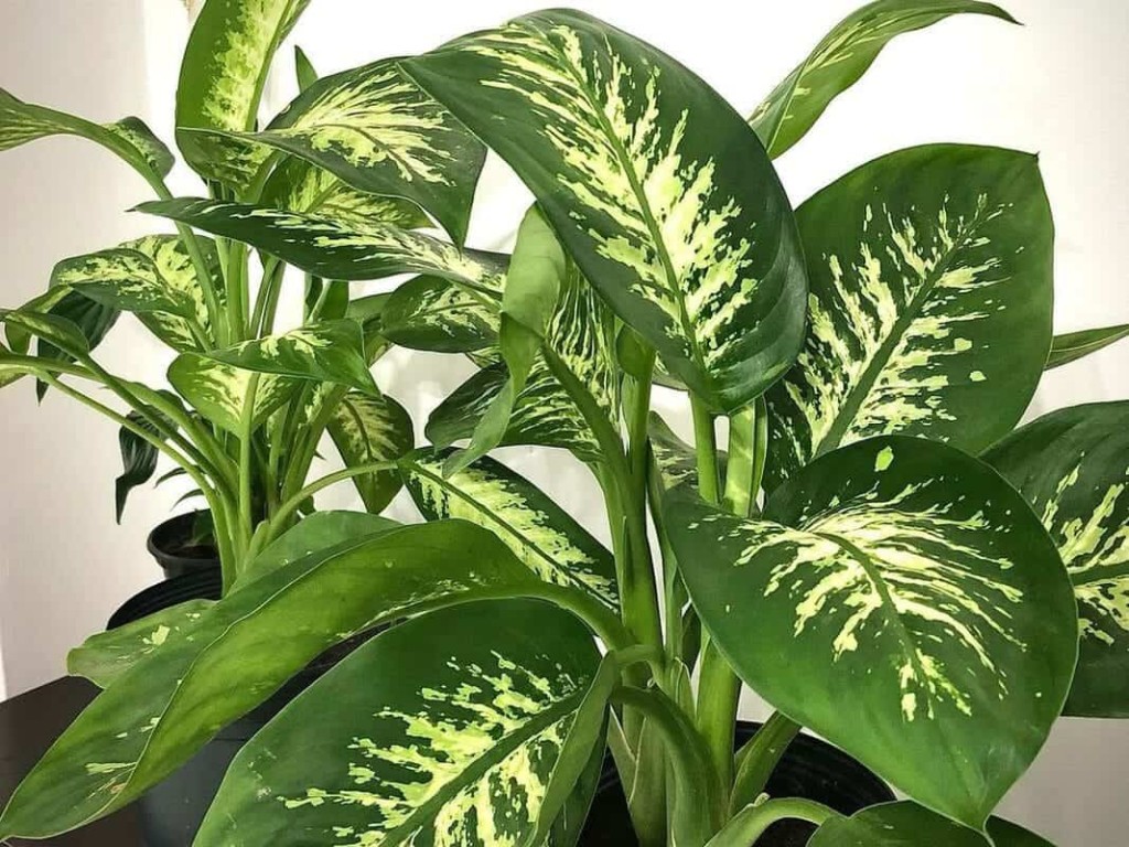 5 Dicas para Cuidar da Planta Comigo-Ninguém-Pode no Inverno