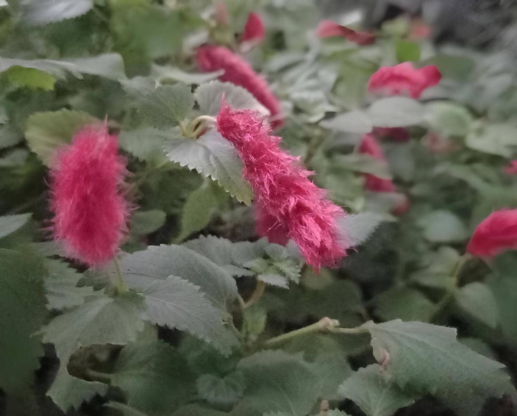 Rabo-de-Gato (Acalypha reptans): Uma explosão de cor e charme tropical