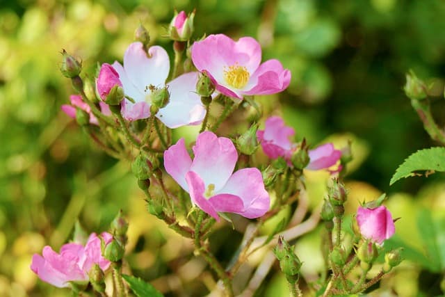 Rosa canina: características e cultivo da flor que encanta jardins.