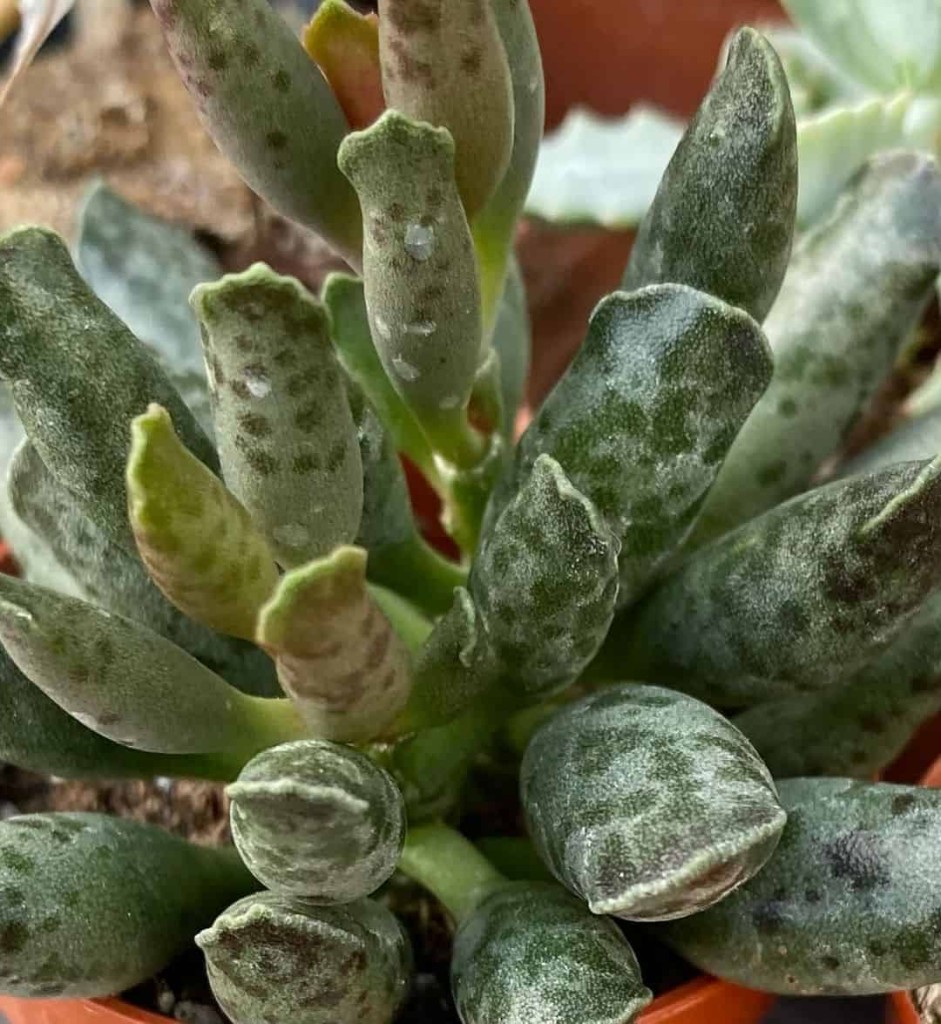 Adromischus Cooperi: A Suculenta que lembra uma pata de tartaruga