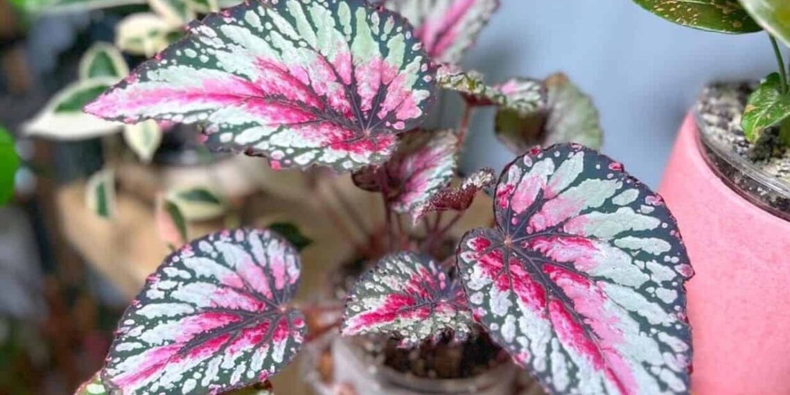 begonia rex