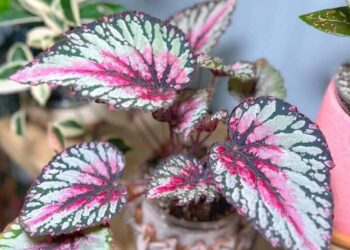 begonia rex