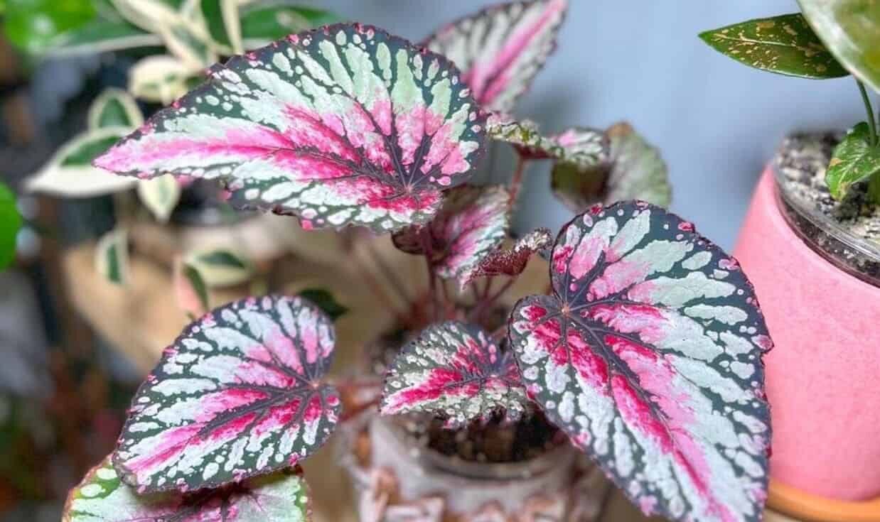 begonia rex