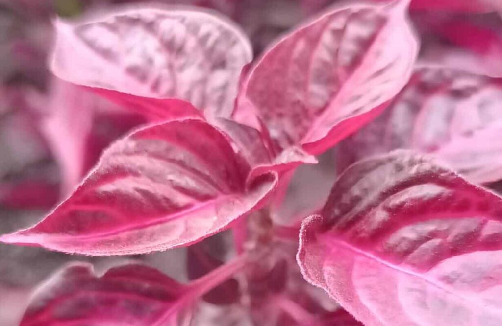 Iresine herbstii - coração-magoado