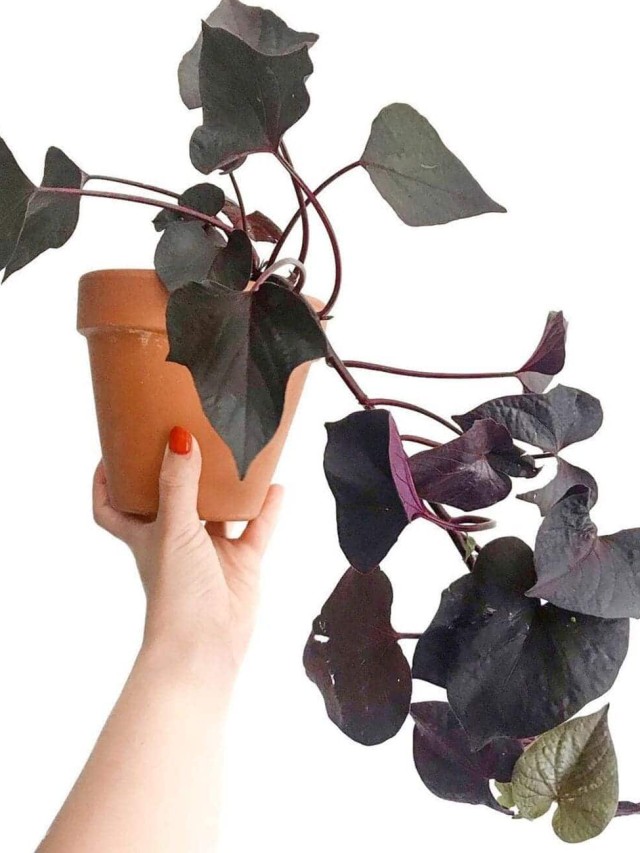 ipomoea Black