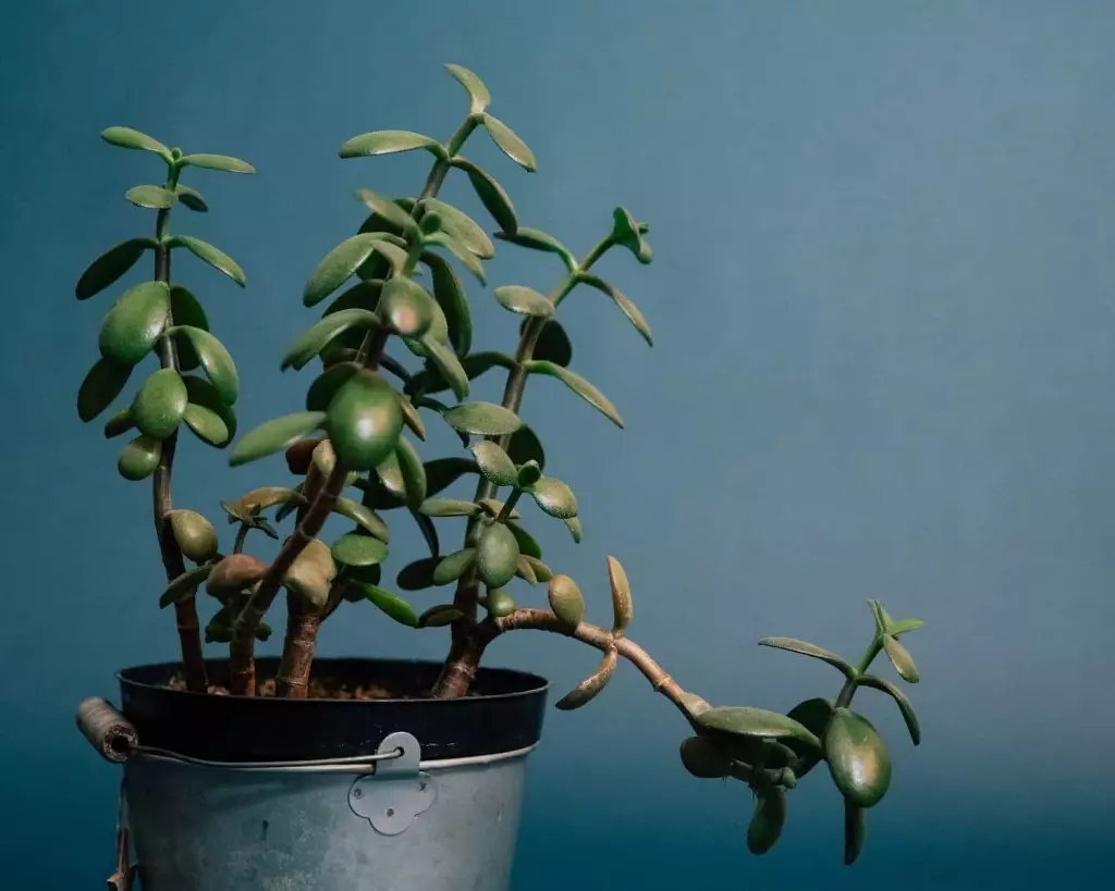 5 plantas capazes de atrair prosperidade e abundância para sua casa.