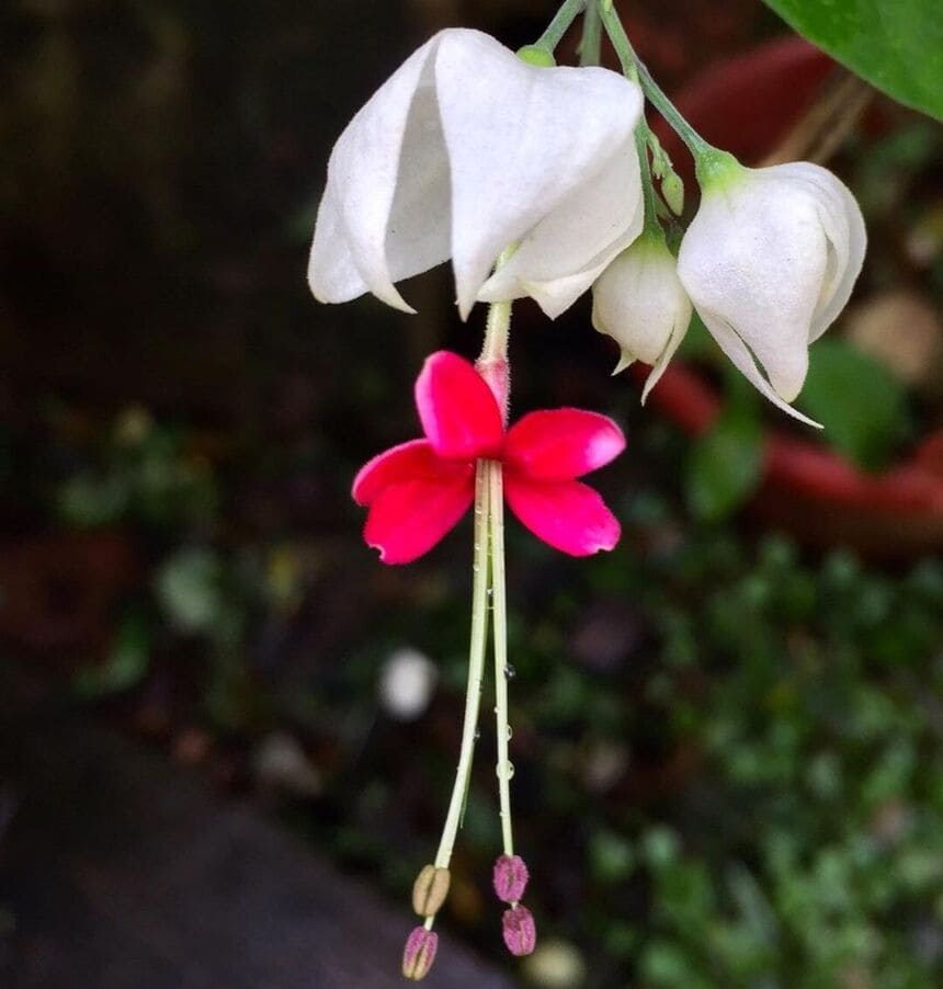 8 flores rosas que embelezam ambientes e ainda trazem um ar de delicadeza e serenidade.