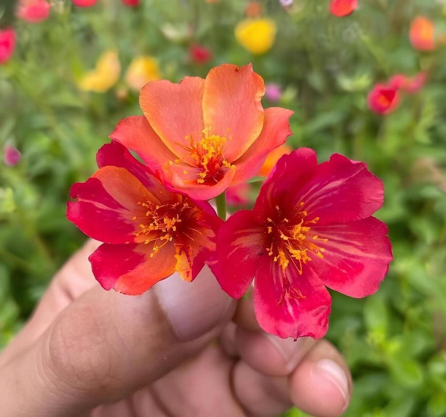 Onze-horas: a flor resistente que se abre com o calor do sol