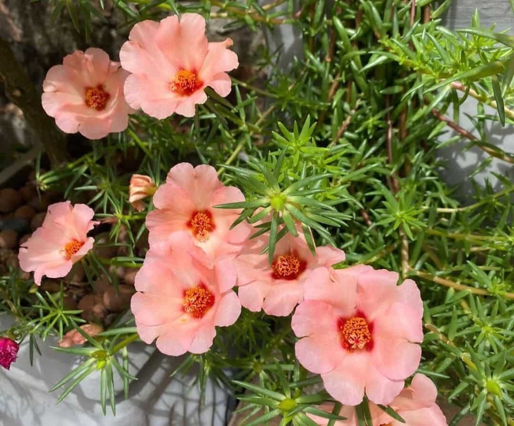 Onze-horas: a flor resistente que se abre com o calor do sol
