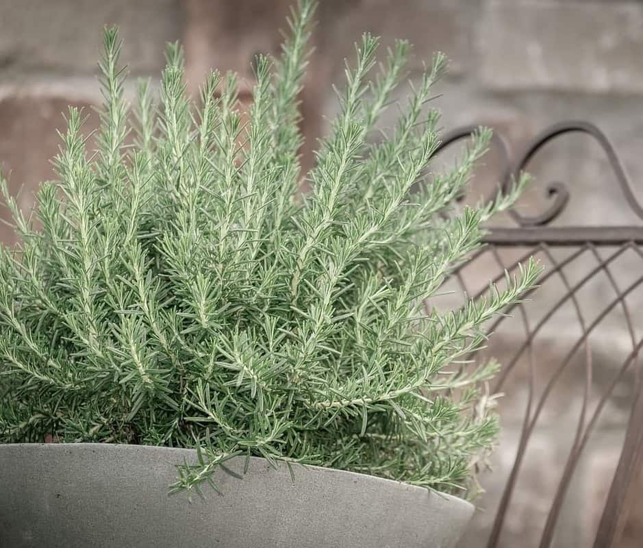 Plantas que Afastam Escorpiões: Proteção Natural e Eficaz para o Lar