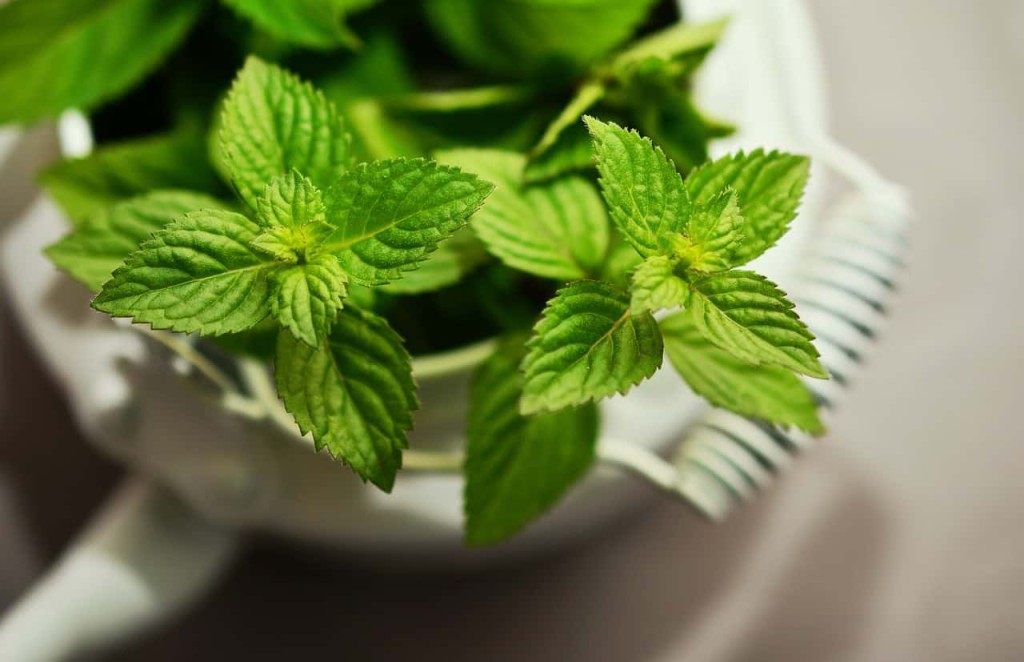 Farmacinha verde: como montar um cantinho terapêutico com ervas em casa