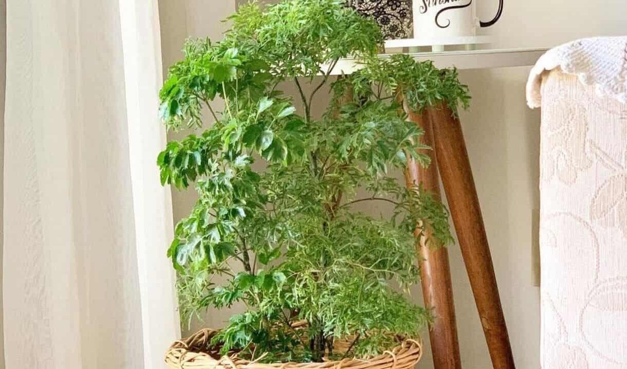 Arvore da felicidade